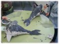 /album/pintamos-delfines/pintar-3-jpg/